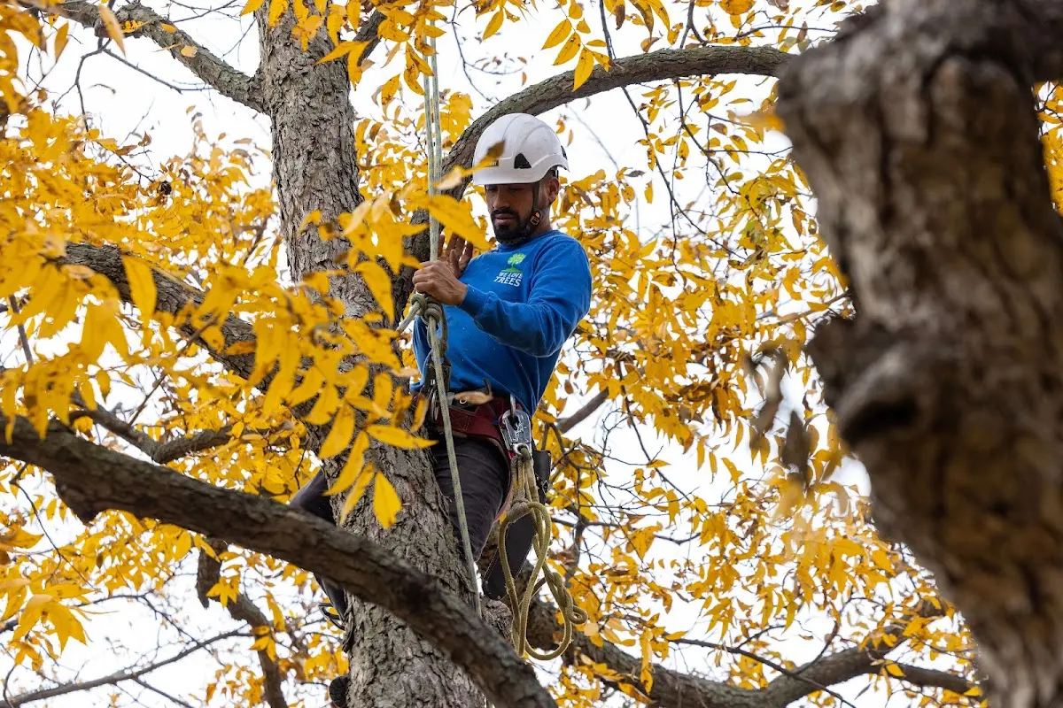 Skilled Tree Pruning crew working in South Bend
